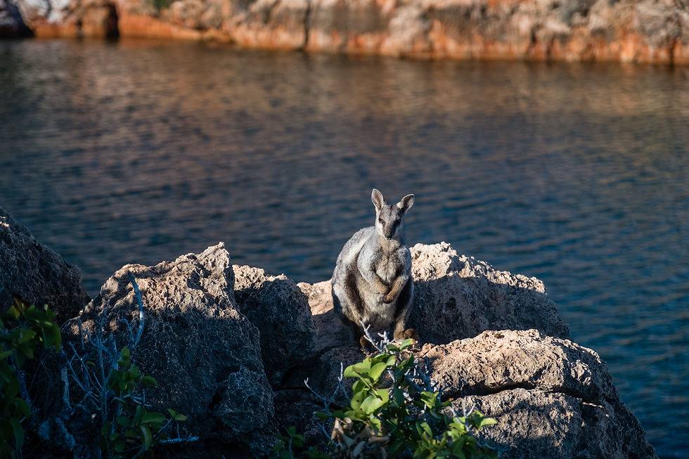 Black-footed rock wallaby