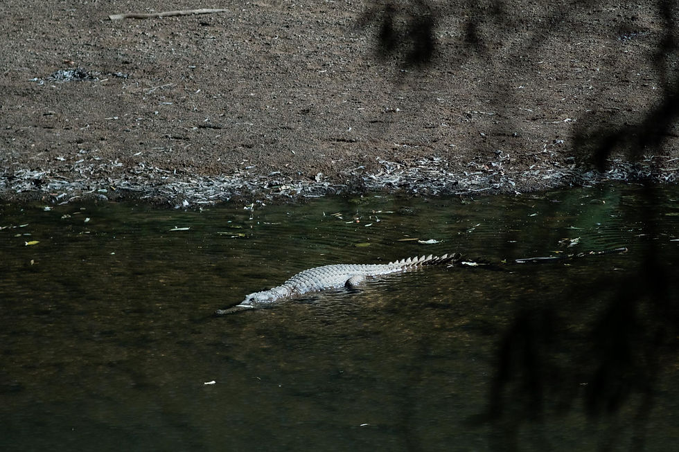 Johnston Crocodile