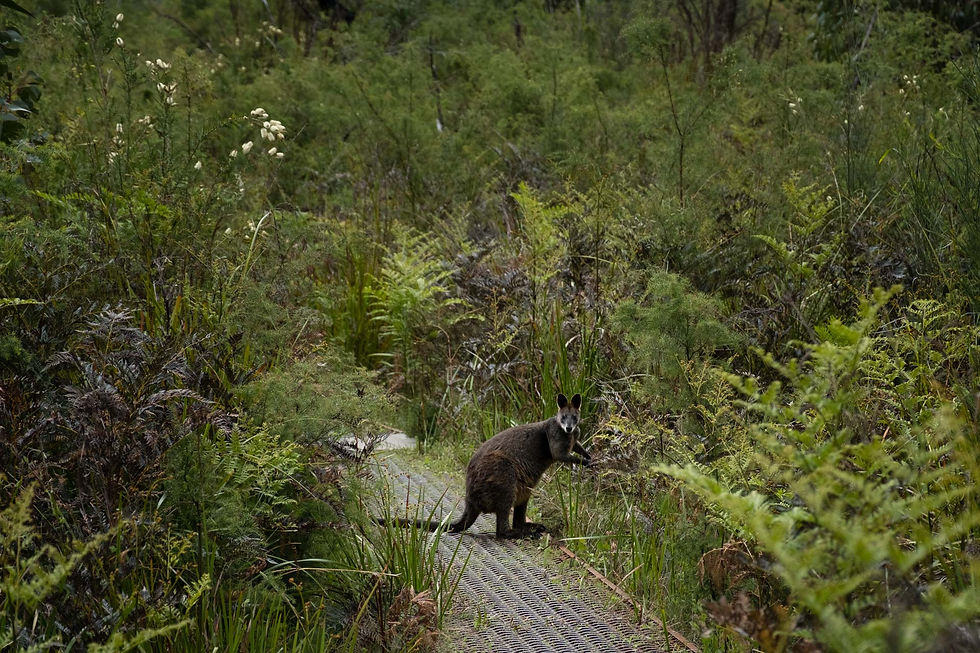Pademelon