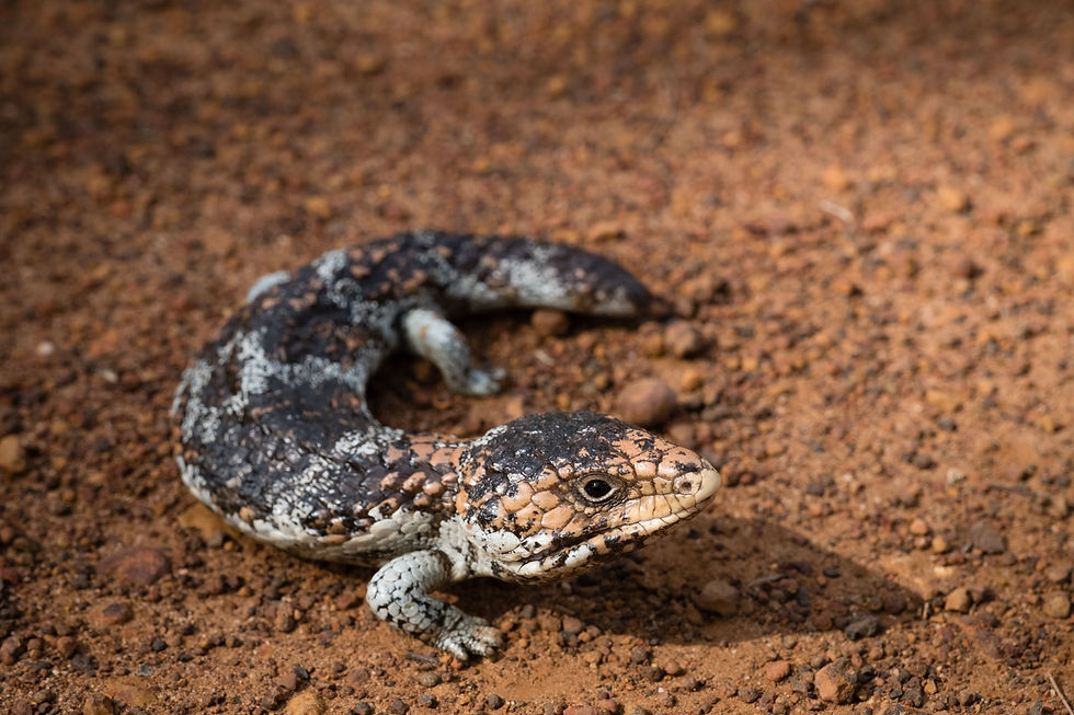 Western Blue-tongued