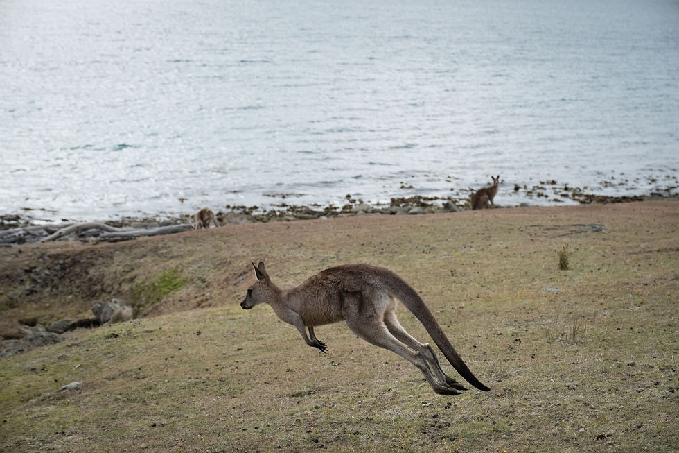 Kangaroo Forester