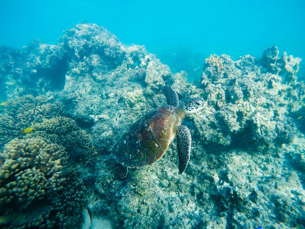 Humpback Turtle
