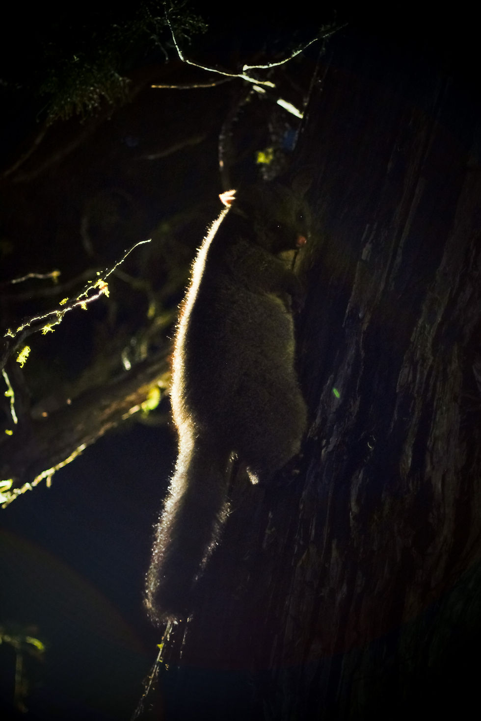 Brushtail possum