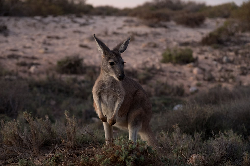 Wallaroo