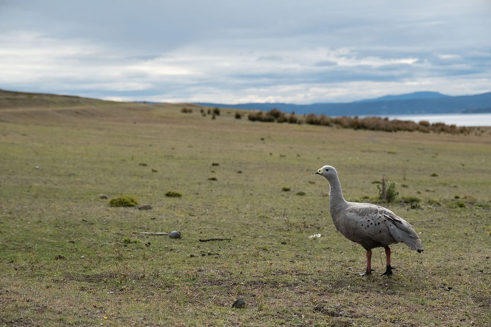 Cape Barren Goose