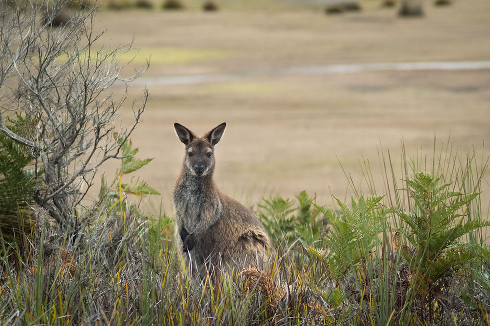 Bennett Wallaby