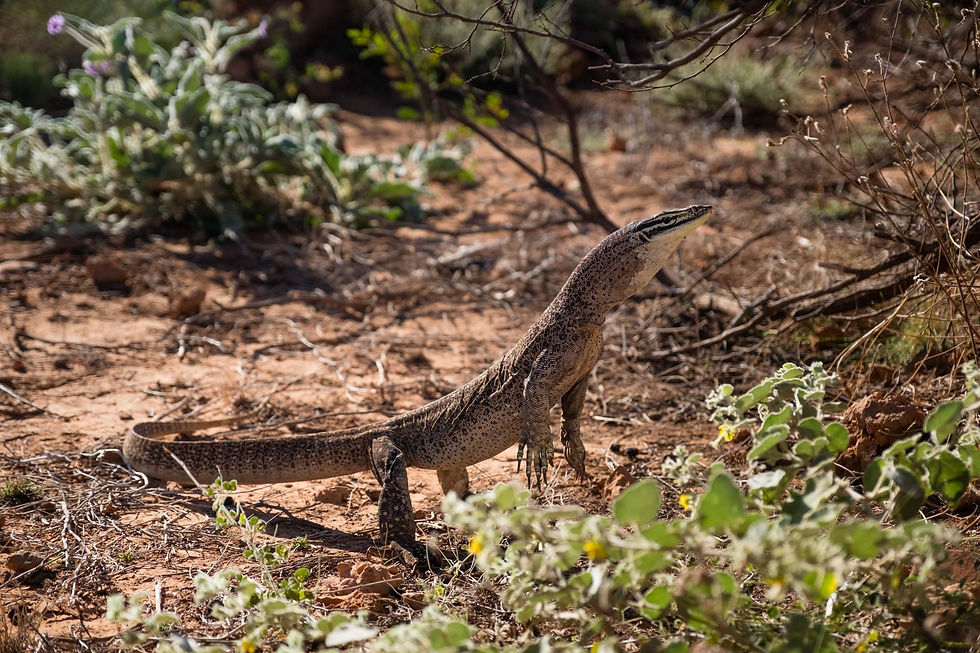 Perentie