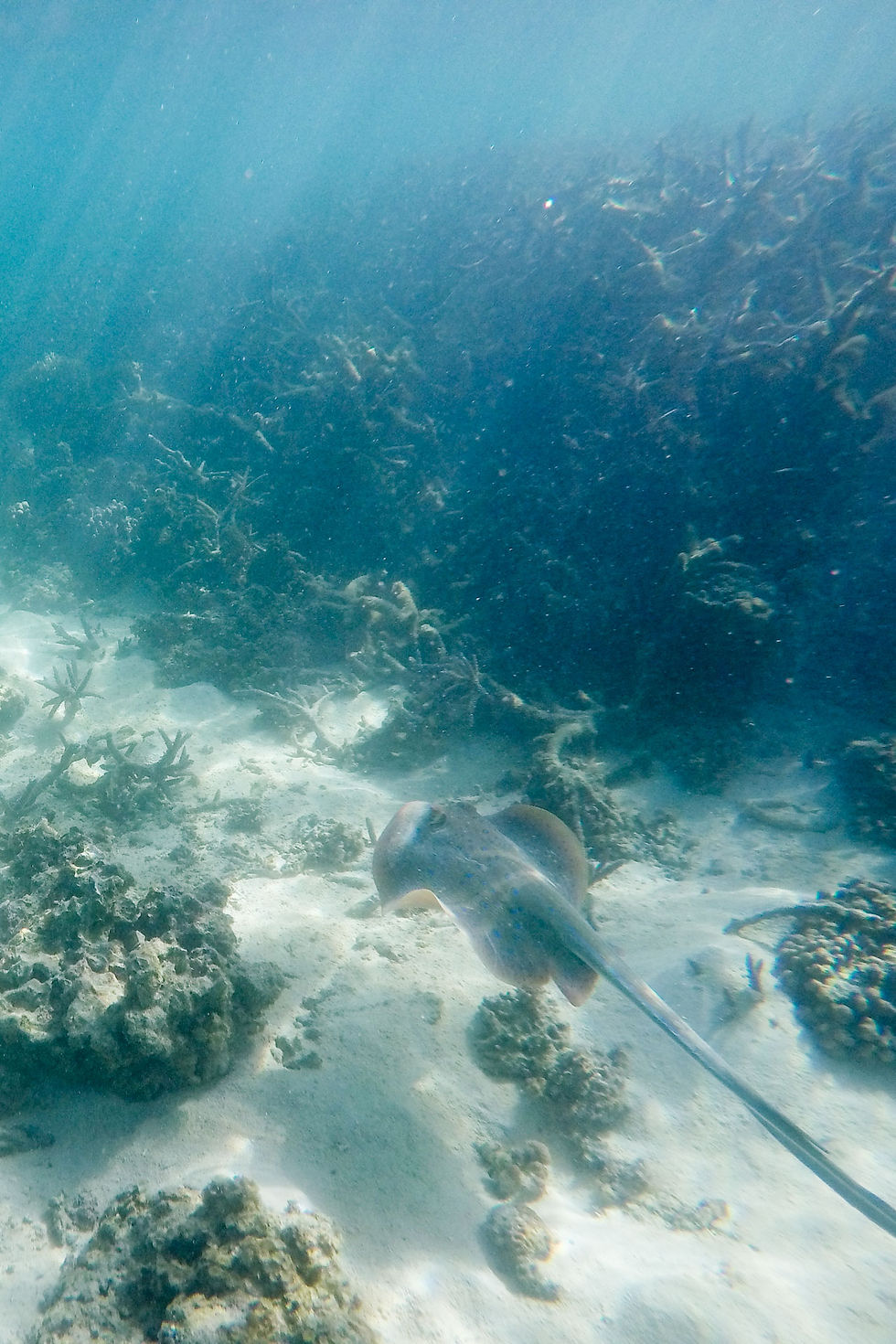 Blue-Spotted Stingray