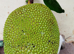 WhatsApp Image 2024-07-19 at 11.51.52 AM (1).jpeg