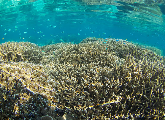 奄美群島サンゴ礁保全対策協議会