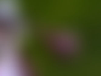 מסלולו של ארגון - על מנהיגות, משאבי אנוש וחיי הארגון