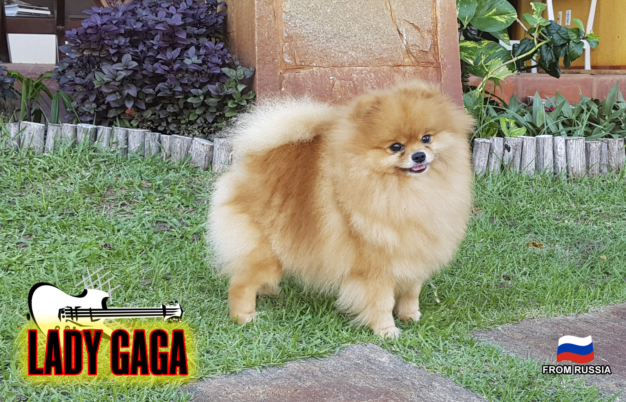 Gaga02
