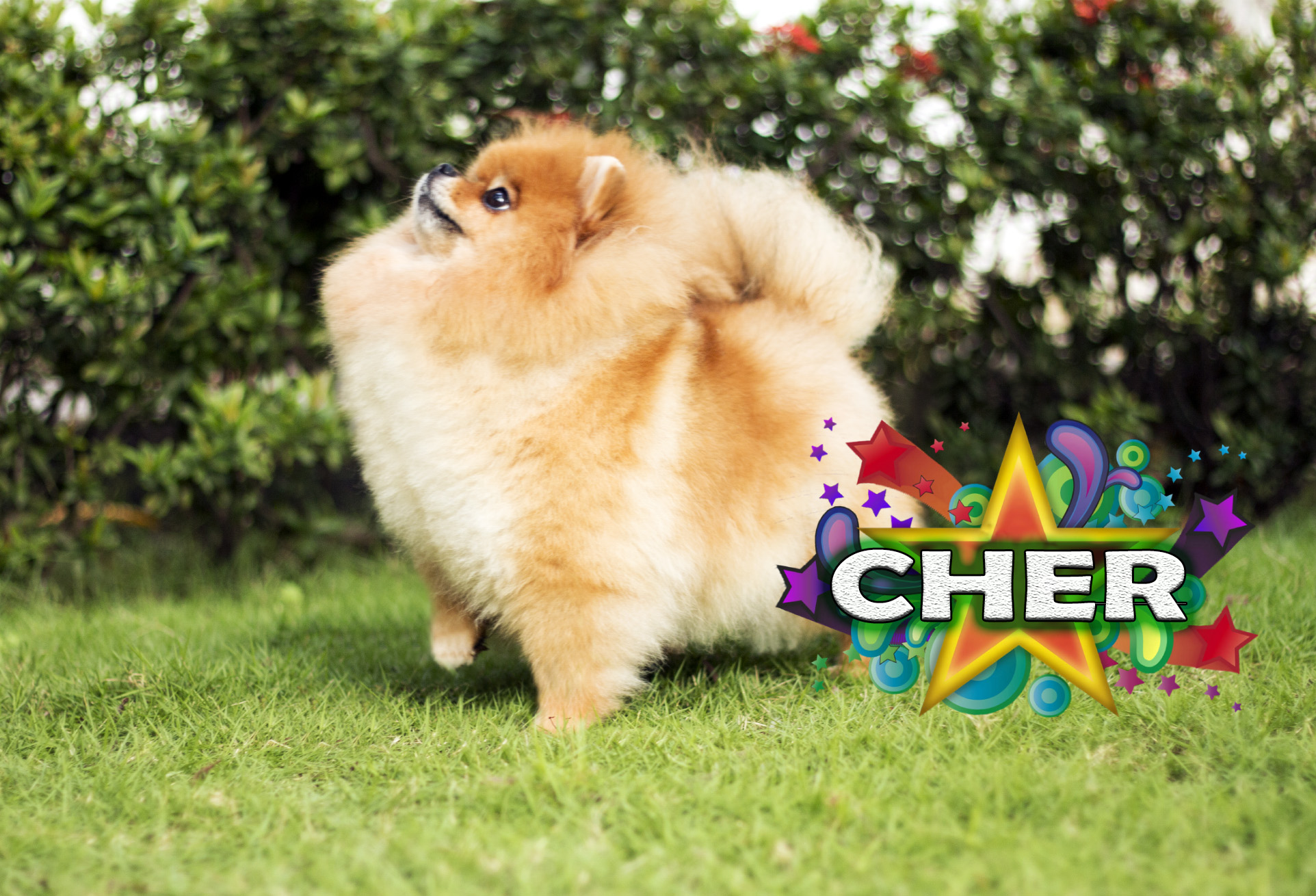 Cher