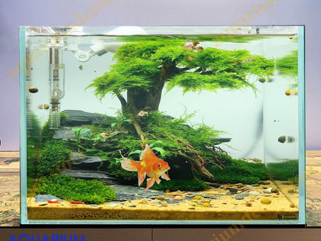 A Guide to Cleaning Bonsai Driftwood for Aquariums