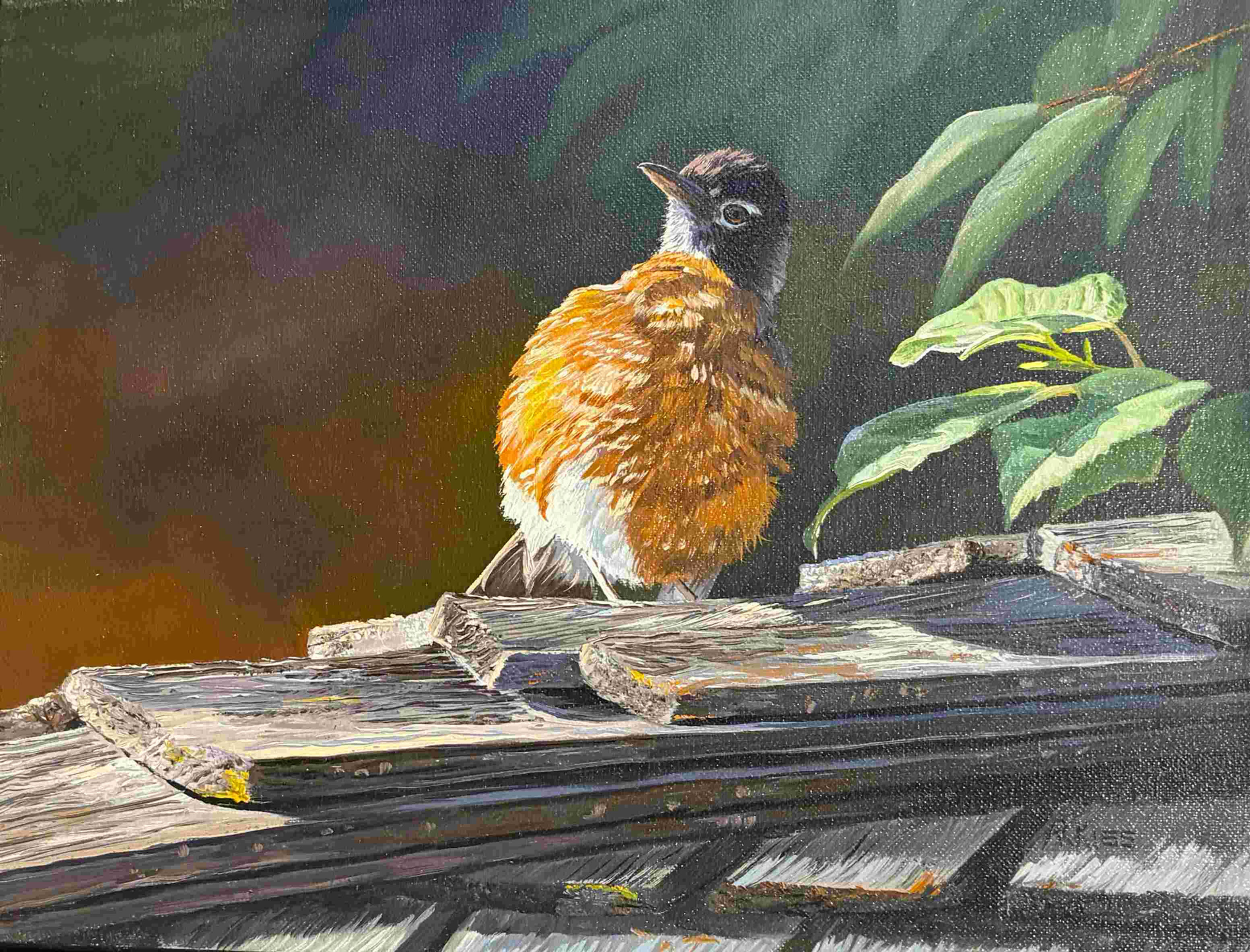 Soaking Up the Sun by Andrew Kiss, an 11 x 14 oil painting of a robin perched on weathered wood in warm sunlight.