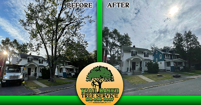 Before and After of Tree Care Services in the Capital Region by Trail based Tree Service