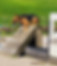 German shepard in dog training
