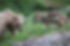 Enjoy Swiss wildlife and nature!
