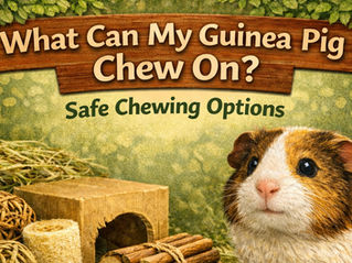 A guinea pig is next to safe chewing toys