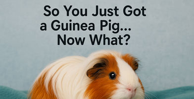 So, you just got a guinea pig - now what?
