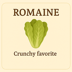 Romaine