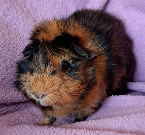 A black and tan Abyssinian guinea pig.