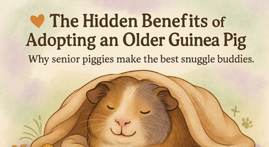 The hidden. benefits of adopting an older guinea pig.