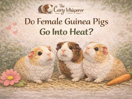 Three female guinea pigs in heat.