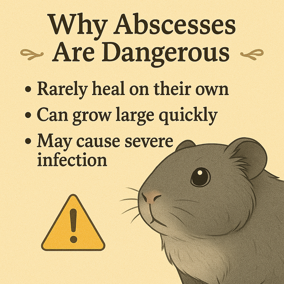 A gray guinea pig and a list of why abscesses are dangerous.