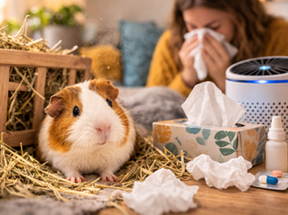 A guinea pig is surrounded by tissues, antihistamine, and an air conditioner.