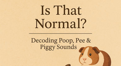 Is that normal? Decoding Poop, Pee, and Guinea Pig Sounds.