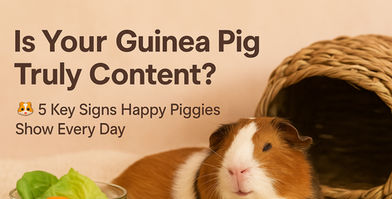 Is Your Guinea Pig Truly Content? 5 Key Signs Happy Guinea Pigs Show Every Day.