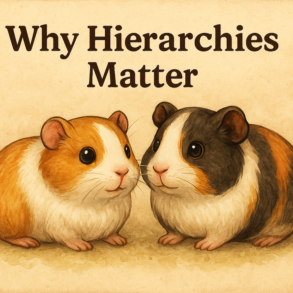 Why hierarchies matter, two guinea pigs are facing each other.