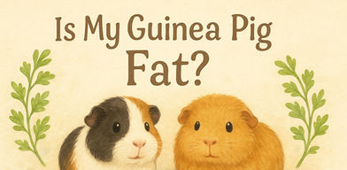 Two guinea pigs are being framed by parsley leaves.