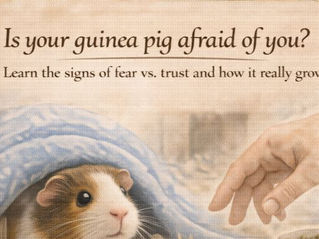 A guinea pig looks nervously at a human hand.