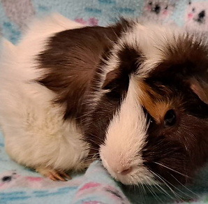 An Abyssinian guinea pig.