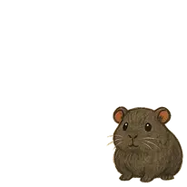 A single long-haired, dark grey guinea pig.