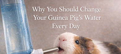 A guinea pig drinks from a water botttle.