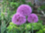 Flats garden