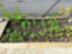 Garden 11