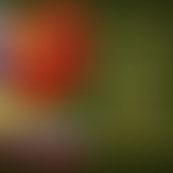 День защитника Отечества