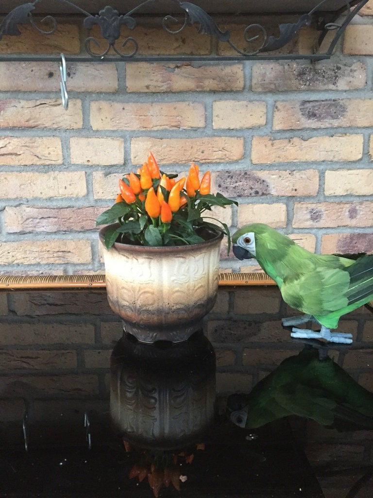 Miniaturbild: Brauner Keramik-Übertopf mit floralem Relief