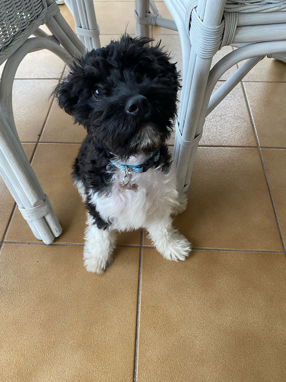 I Fed The Family Dog Food!
