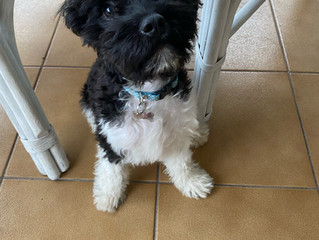 I Fed The Family Dog Food!