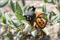 Bull spider