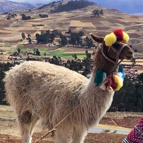 Miniatura: Mantas de lujo de alpaca peruana de TUMI