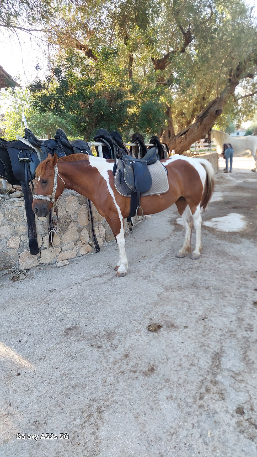 Horses at Giannis Ranch, Zakynthos Island, Greece