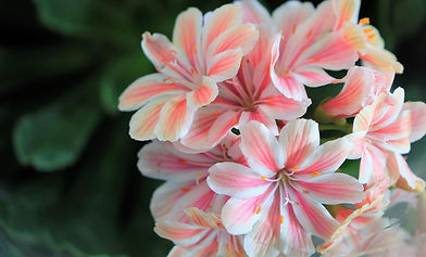 pink flower.jpeg