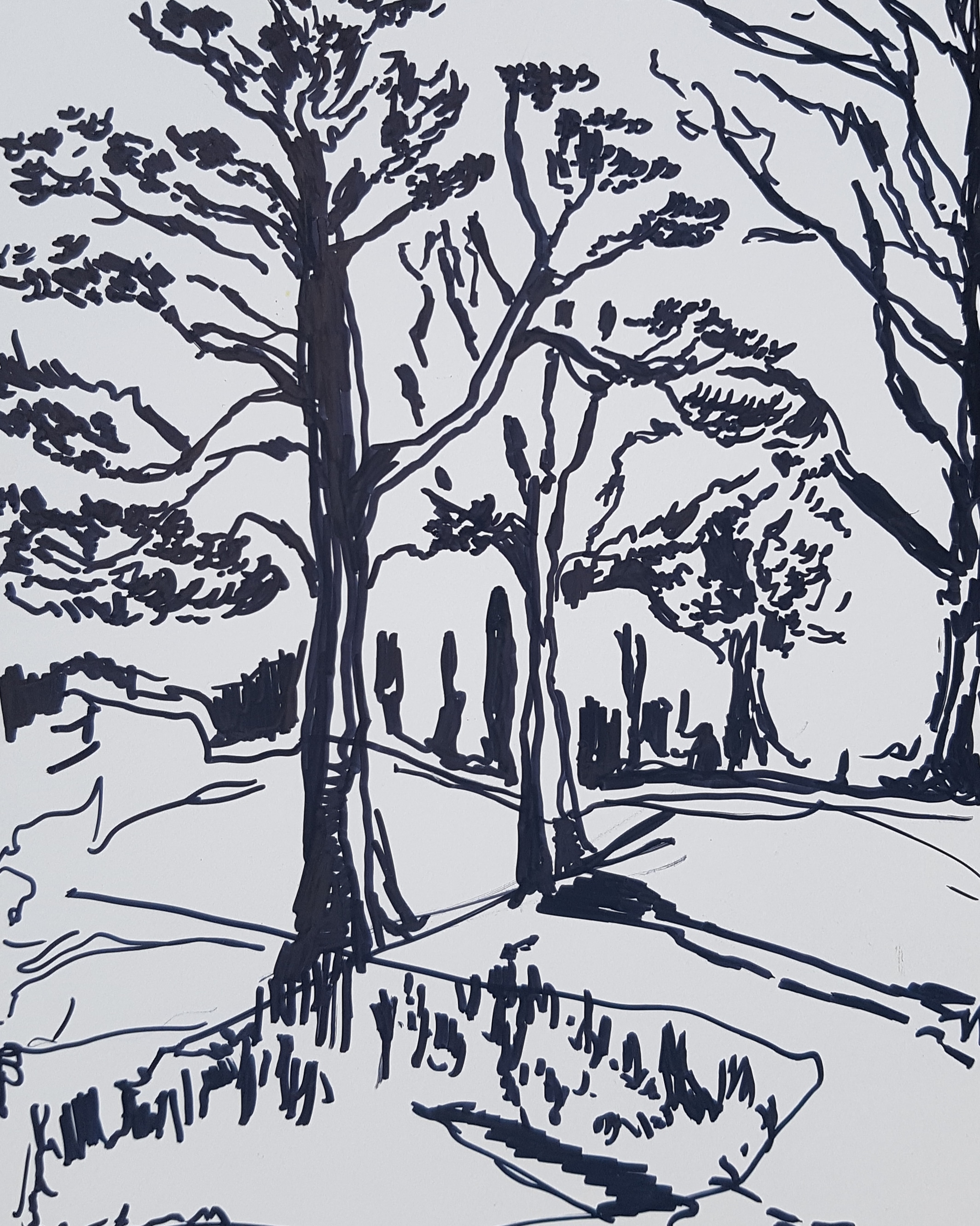 'Holkham Woodland'