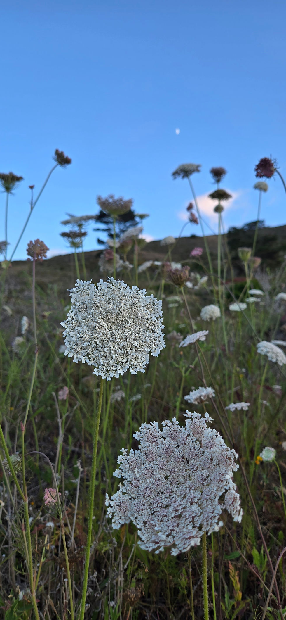 Photo by Michaela D taken at Mori Point in Pacifica, CA